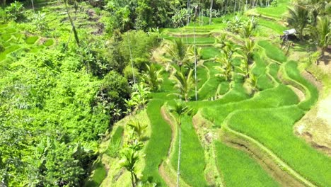 aerial shot of tegallalang rice terraces and lush jungle in gianyar, bali, indonesia