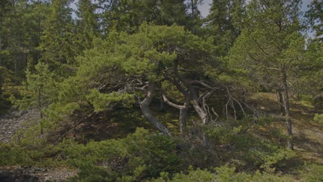 árbol de bonsai