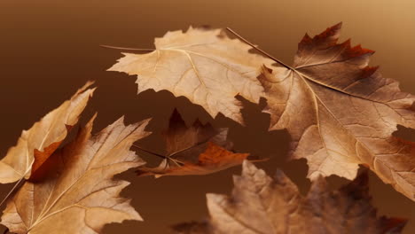 autumn leaves