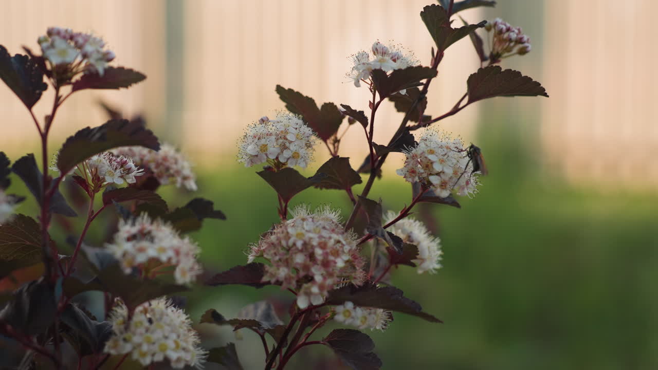 Close up dark purple leaved spirea bush dotted with white pink blossom clusters in warm sunlight, intricate petals and stamen glowing softly against blurred garden backdrop