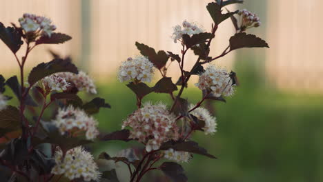close up dark purple leaved spirea bush dotted with white pink blossom clusters in warm sunlight, intricate petals and stamen glowing softly against blurred garden backdrop