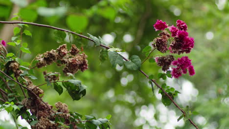 Getrocknete-Bougainvillea-Blüten-In-Den-Zweigen