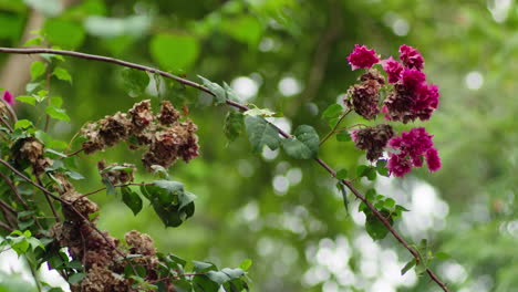 Dried Bougainvillea Flowers In The Branches