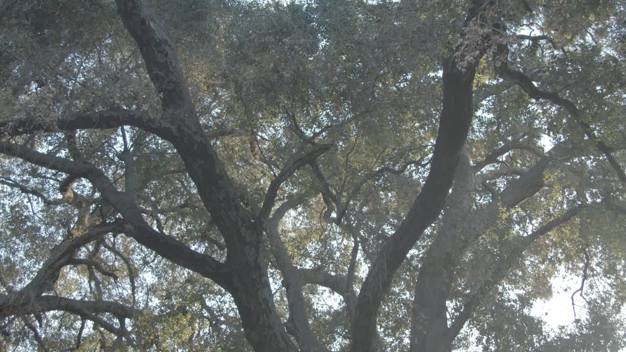 낮은 각도의 장엄한 나무 돌리