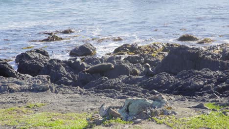 two fur seal pups sitting on a rock with a sleep adult fur seal next to them