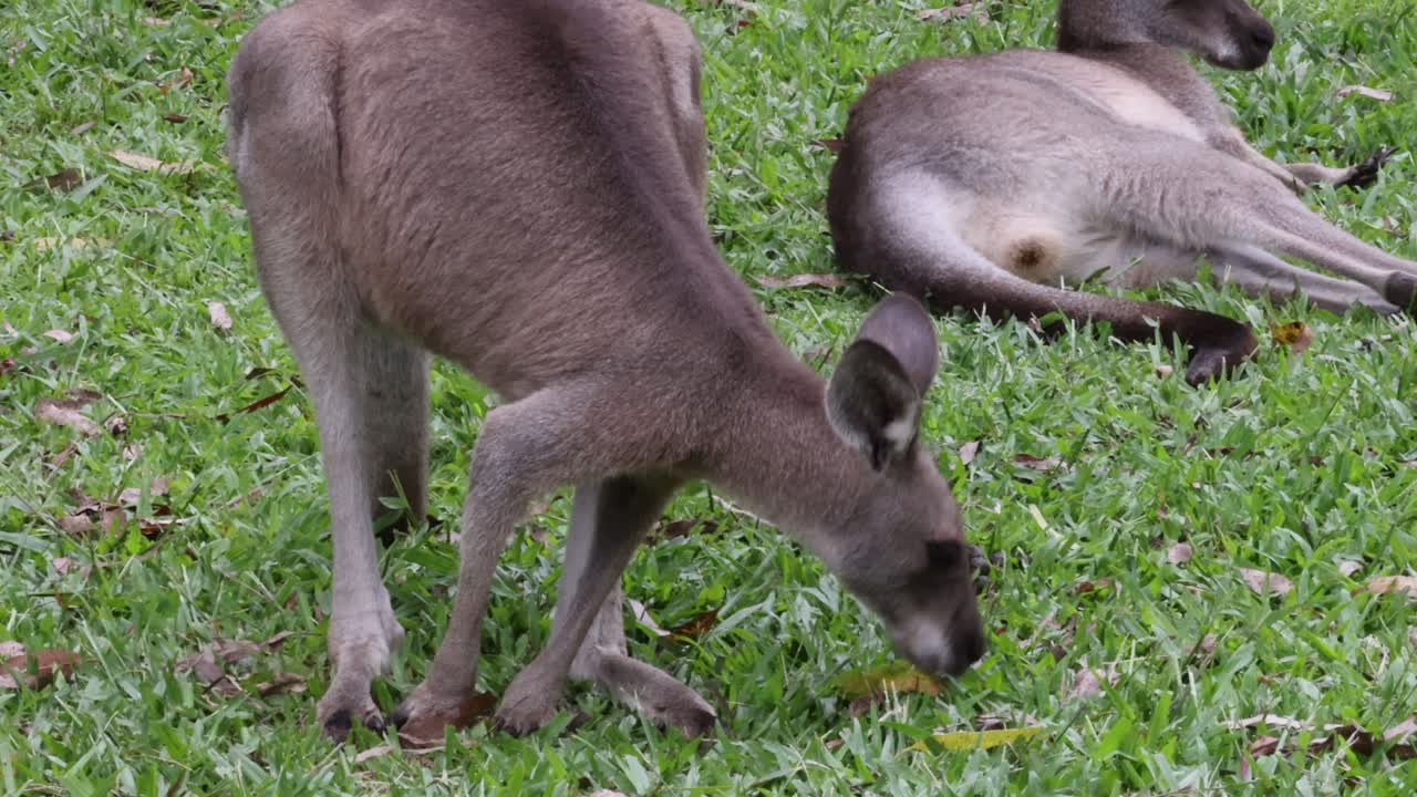 Mother kangaroo nurturing her joey in natural habitat