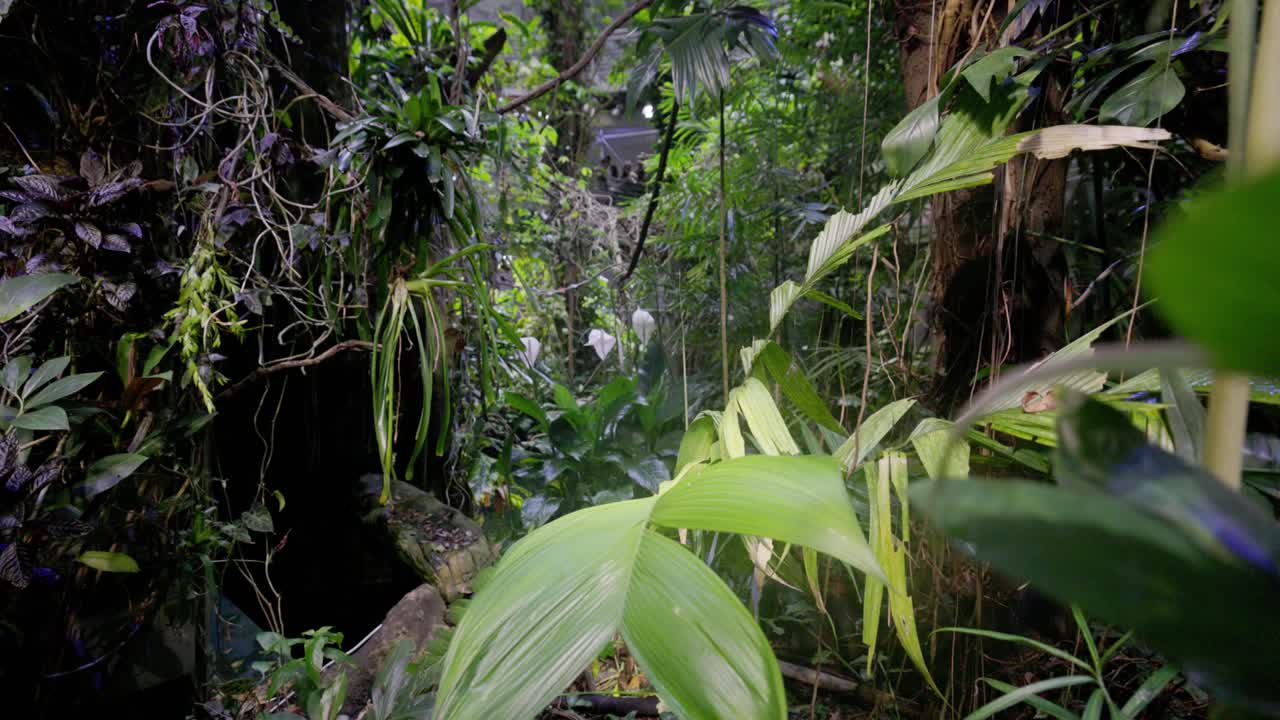 plantas de invernadero de bosque lluvioso en slomo