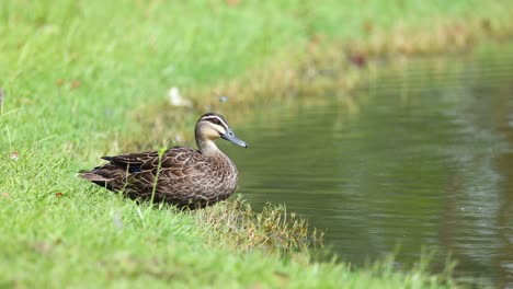 duck takes off, lands gracefully on water