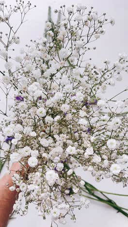 아름다운 색 gypsophila 꽃줄기