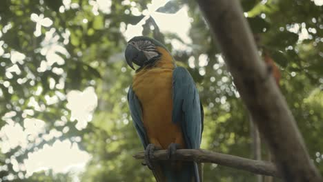 Disparo-De-Cardán-Estabilizado-Alrededor-De-Un-Loro-Colorido-Que-Duerme-En-Un-árbol