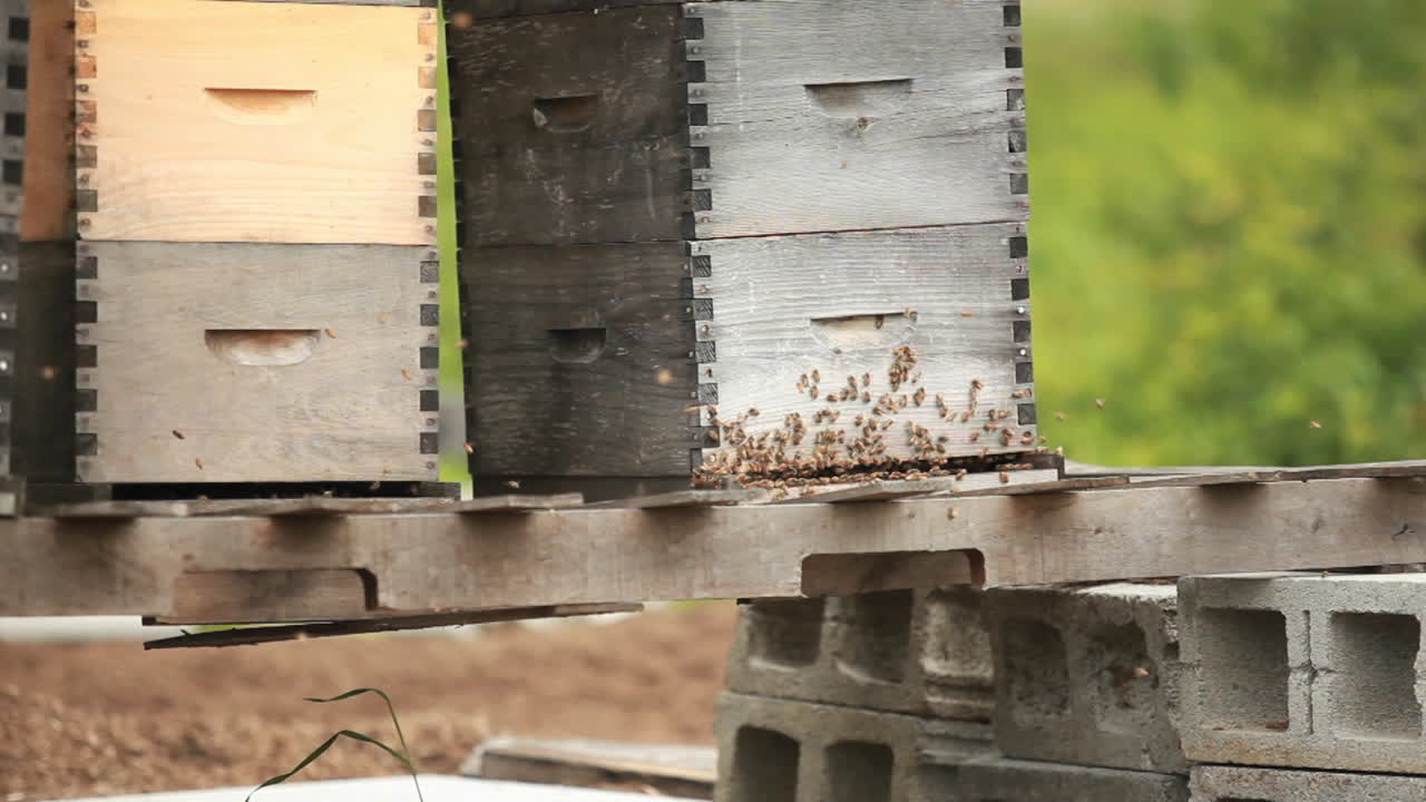 정원의 양봉가 상자 1
