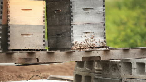 Beekeeper-boxes-in-a-garden-1