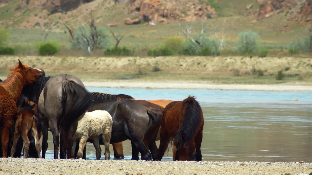 The enchanting world of free-range horses and playful baby foals as they converge by the fast-flowing river, having a refreshing drink in summer overcast weather. Majestic mountains as backdrop