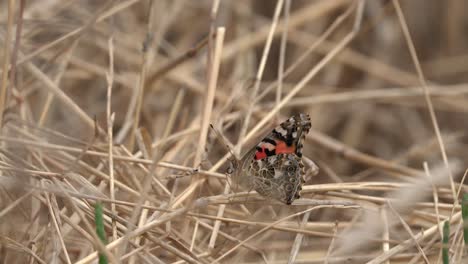 Distelfalter-Schmetterling,-Der-Mit-Bunten,-Verzierten-Flügeln-Flattert