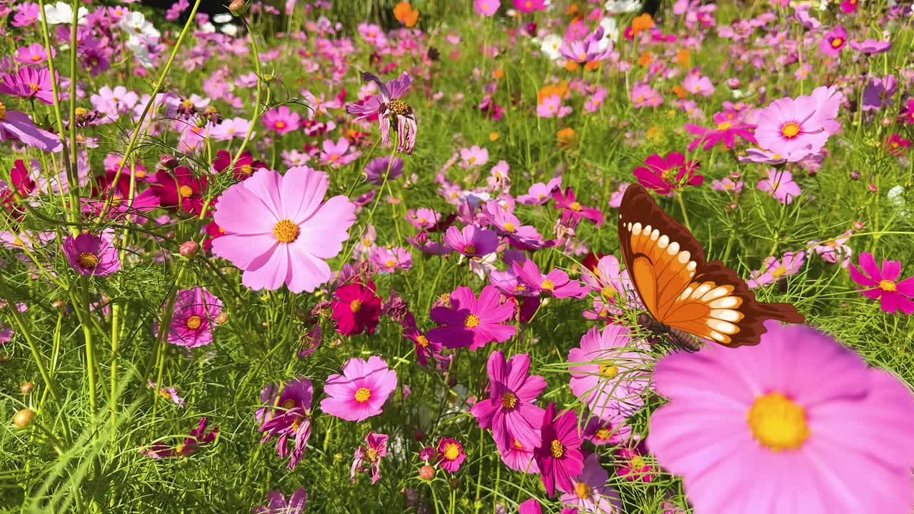 Butterflies gracefully flutter through a colorful meadow of pink flowers, creating a serene and lively animation