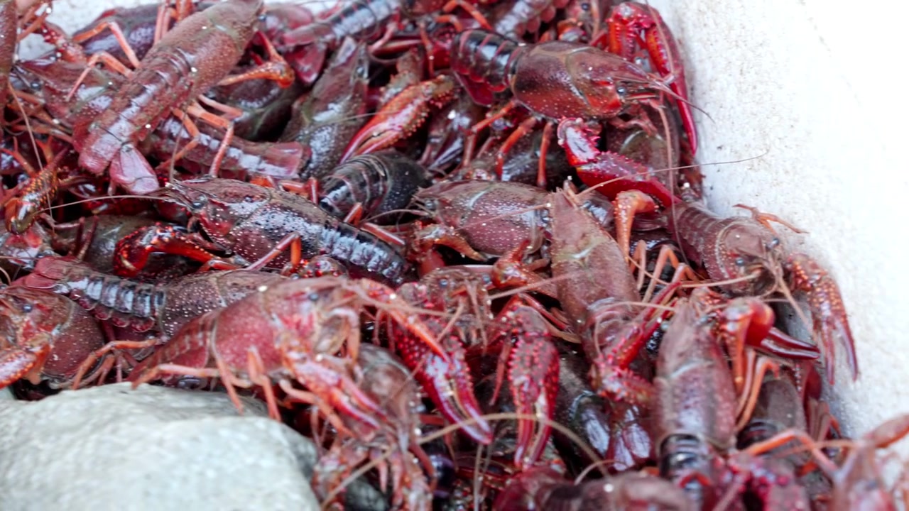A lively scene of numerous crawfish wriggling in a container at a bustling Shanghai market. Ideal for culinary or cultural content.