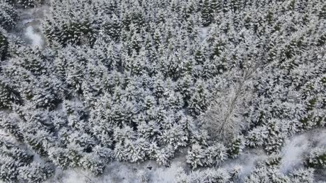 Spruce-tops-from-above