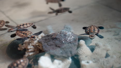 cute tiny hawksbill turtle babies swimming around coral structure at sanctuary