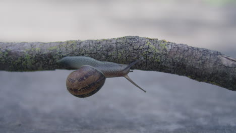 closeup of a snail as it crawls upside down, left to right along a lichen covered branch