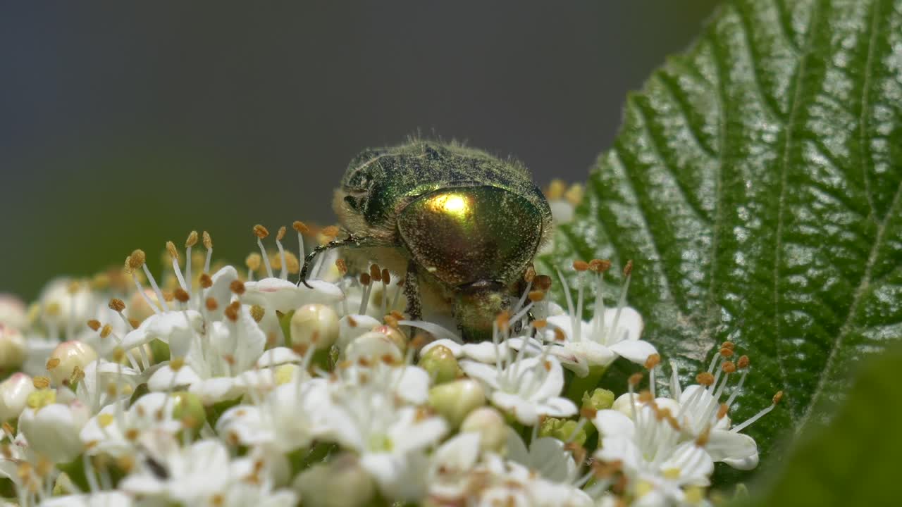Green rose chafer collecting pollen on white flower