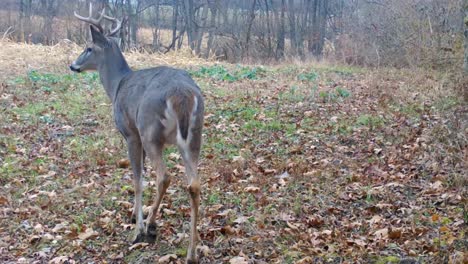 Eight-point-whitetail-buck-slowly-walking-through-a-food-plot-on-the-edge-of-harvested-corn-field-in-the-American-Midwest