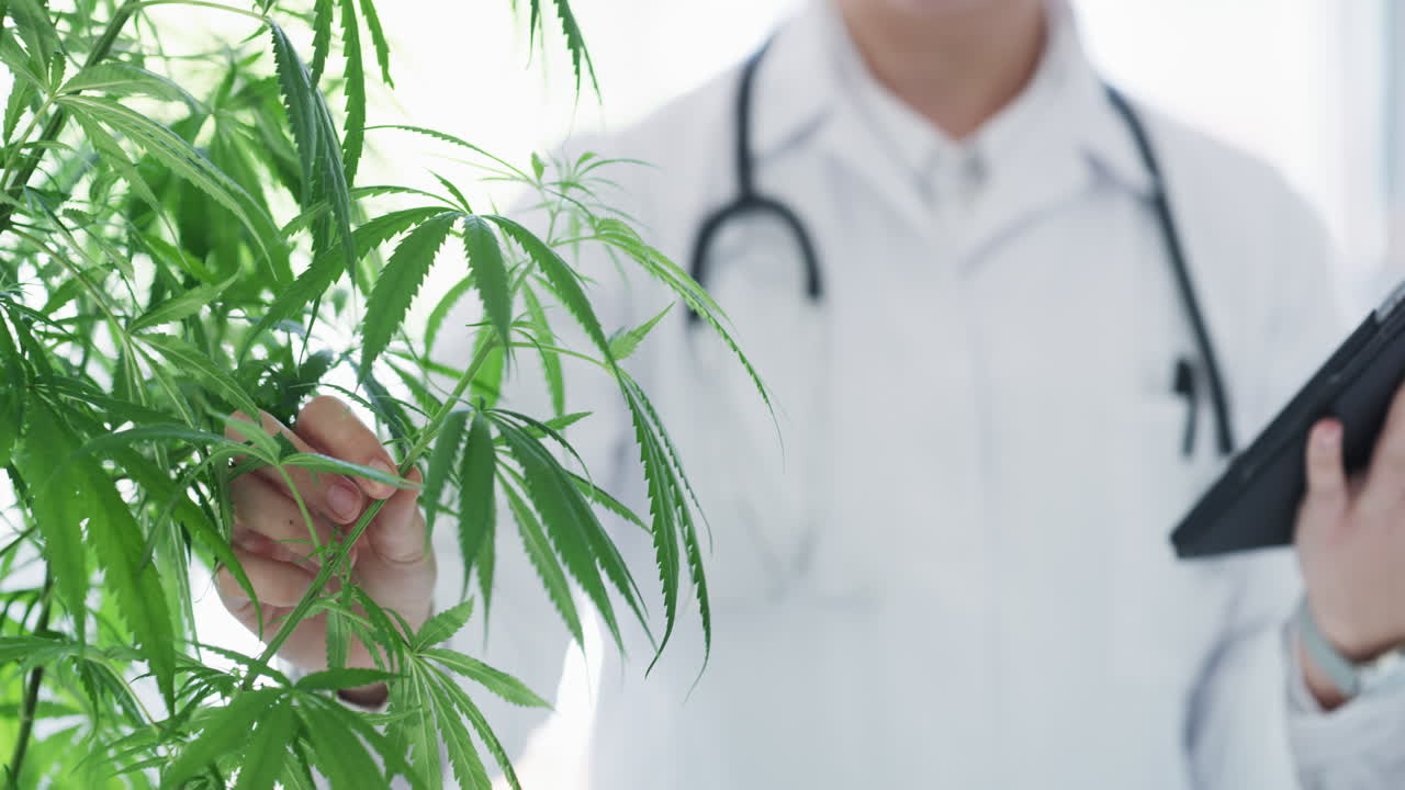의약용 마리화나 는 성장 하고 있다
