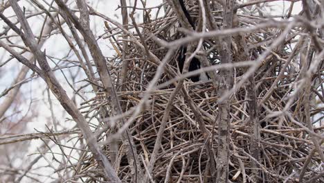 pájaro urraca parcialmente oscurecido desaparece en un gran nido de ramita en el árbol