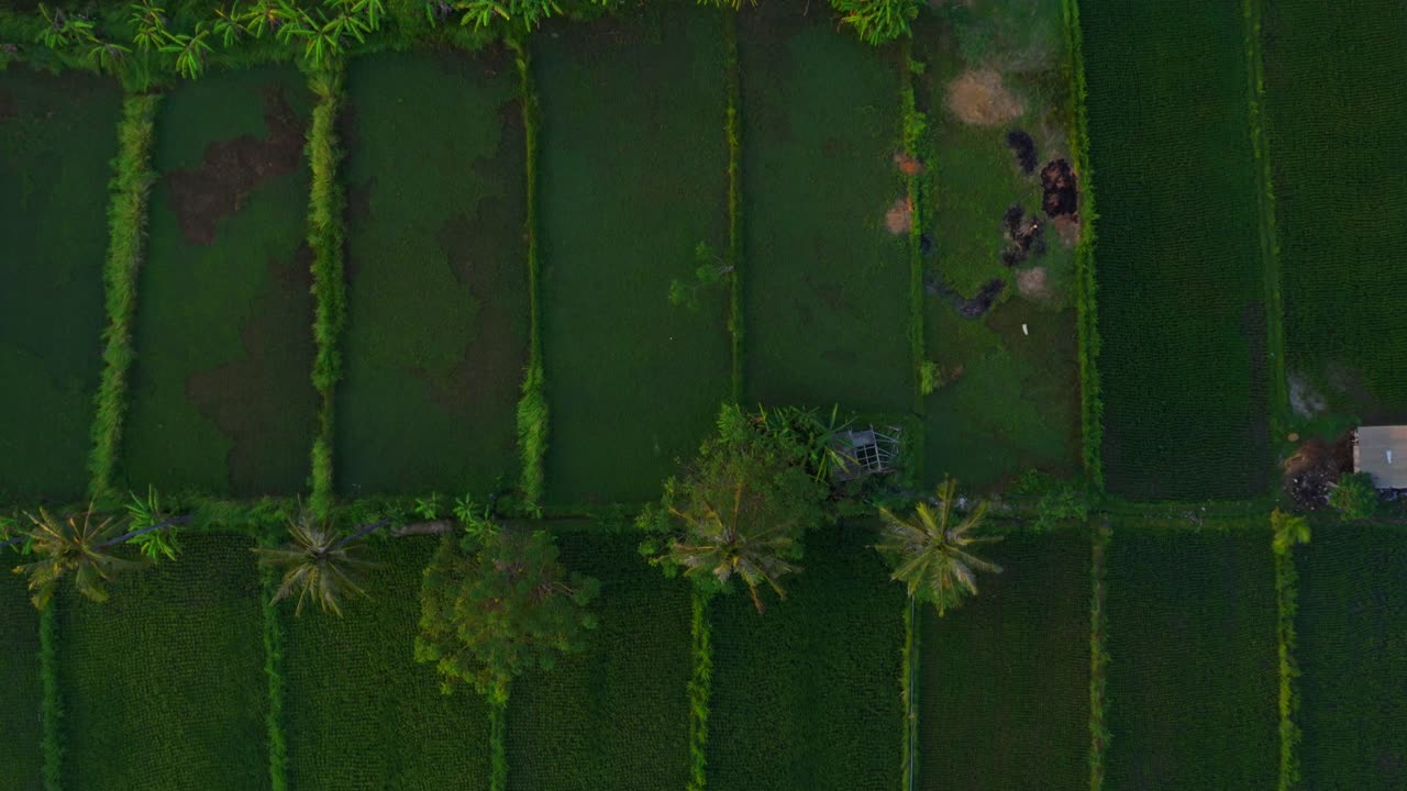 Ampia ripresa aerea di terrazzamenti di riso di un verde vibrante con alberi sparsi e colline vulcaniche in lontananza