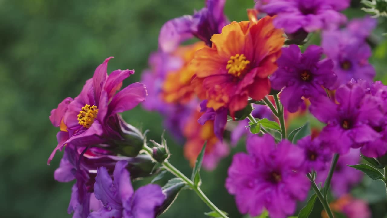 Vídeo em close-up de flores vibrantes roxas e laranjas com foco suave, capturado de um ângulo lateral