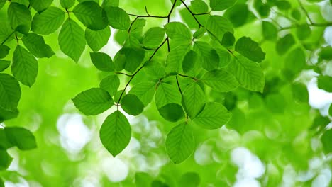 tree green foliage waving in the wind against beautiful green floral bokeh. summer in forest. uhd