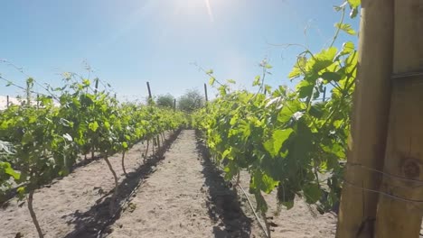 Vineyard-in-Atacama-Desert