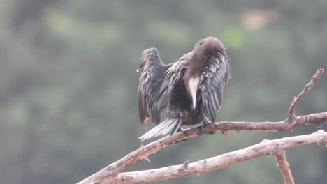 Kormoran,-Der-Auf-Baum-Sich-Entspannt