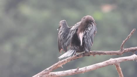 cormorán relajante en el árbol