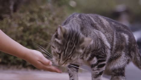 female feeding the cat. cat eating from hand.