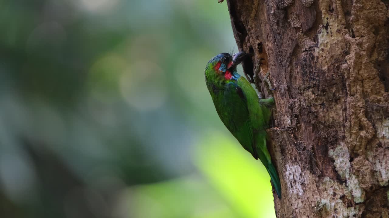 la cámara se aleja mientras este encantador pájaro de colores cava para crear una madriguera para su nido, barbet psilopogon cyanotis, tailandia