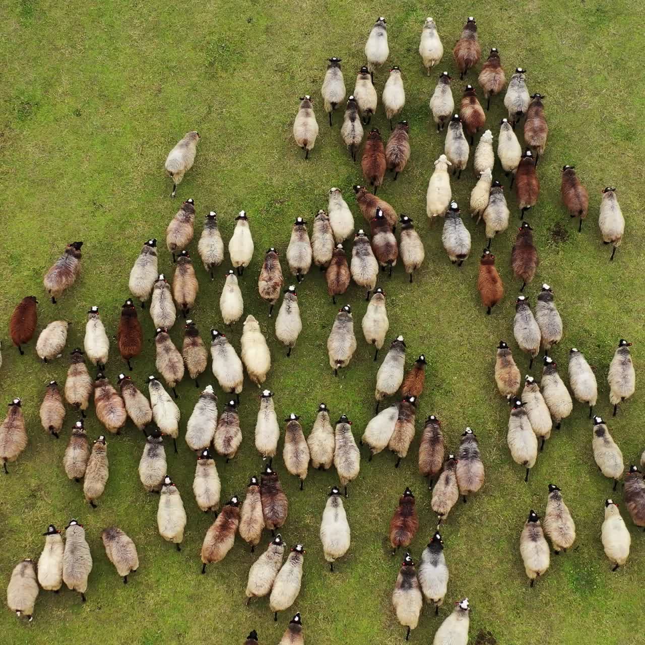 Aerial view of herding sheep in a green valley. Domestic animals feeding in a field. Video from a top
