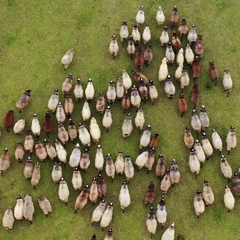 aerial view of herding sheep in a green valley. domestic animals feeding in a field. video from a top