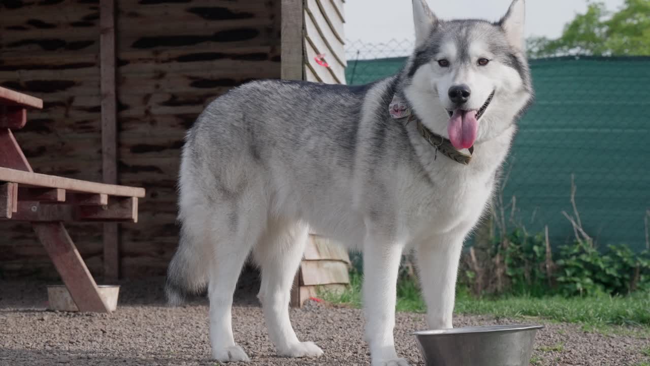 Powerful companion, confident thirsty family pet, sturdy watchful pose