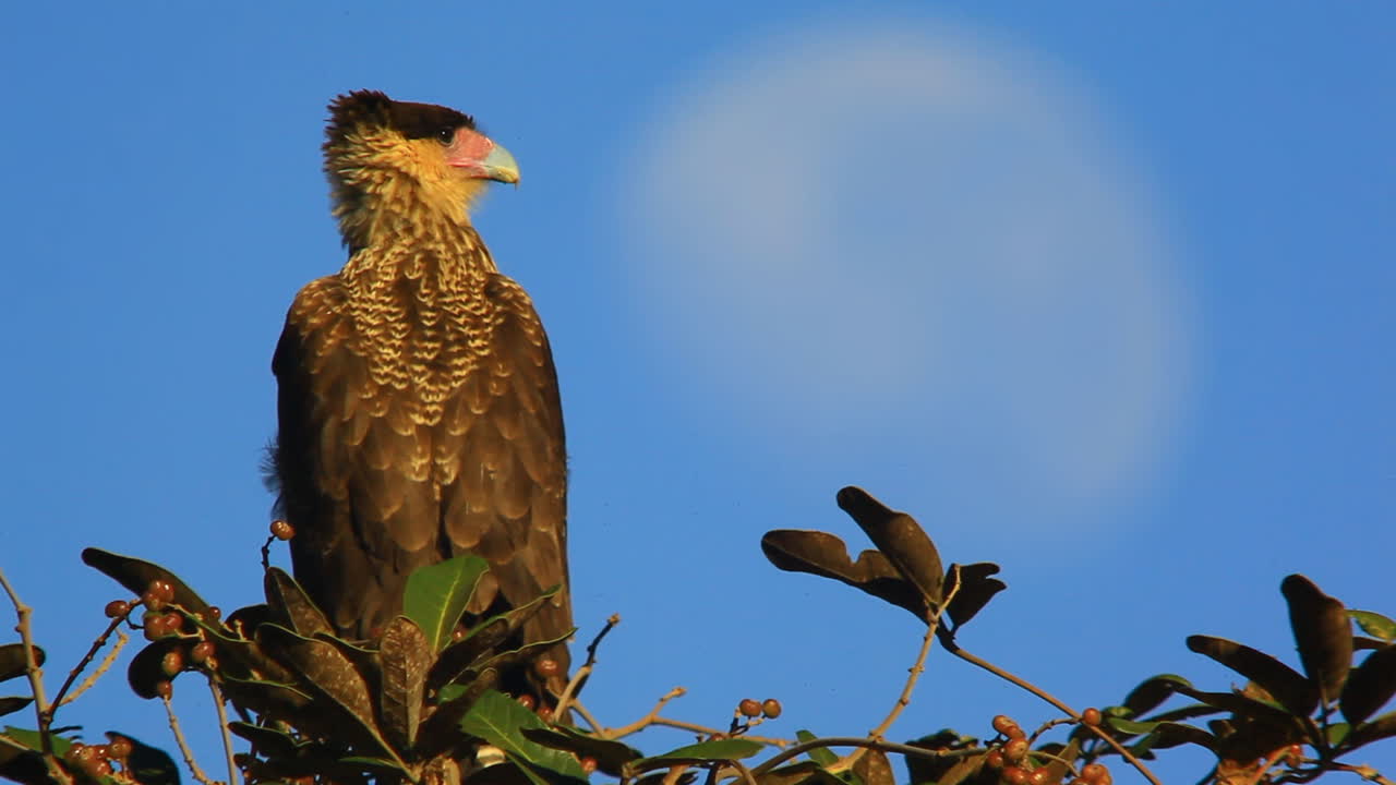 primer plano de una caracara del sur, un ave de rapiña, sentada en una rama de árbol en brasil