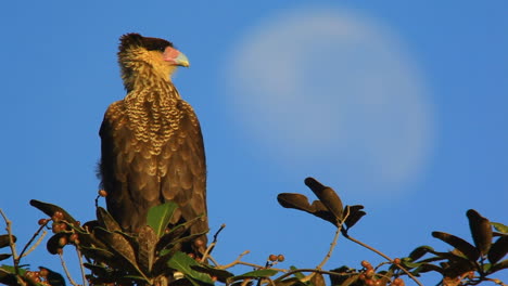 Primer-Plano-De-Una-Caracara-Del-Sur,-Un-Ave-De-Rapiña,-Sentada-En-Una-Rama-De-árbol-En-Brasil