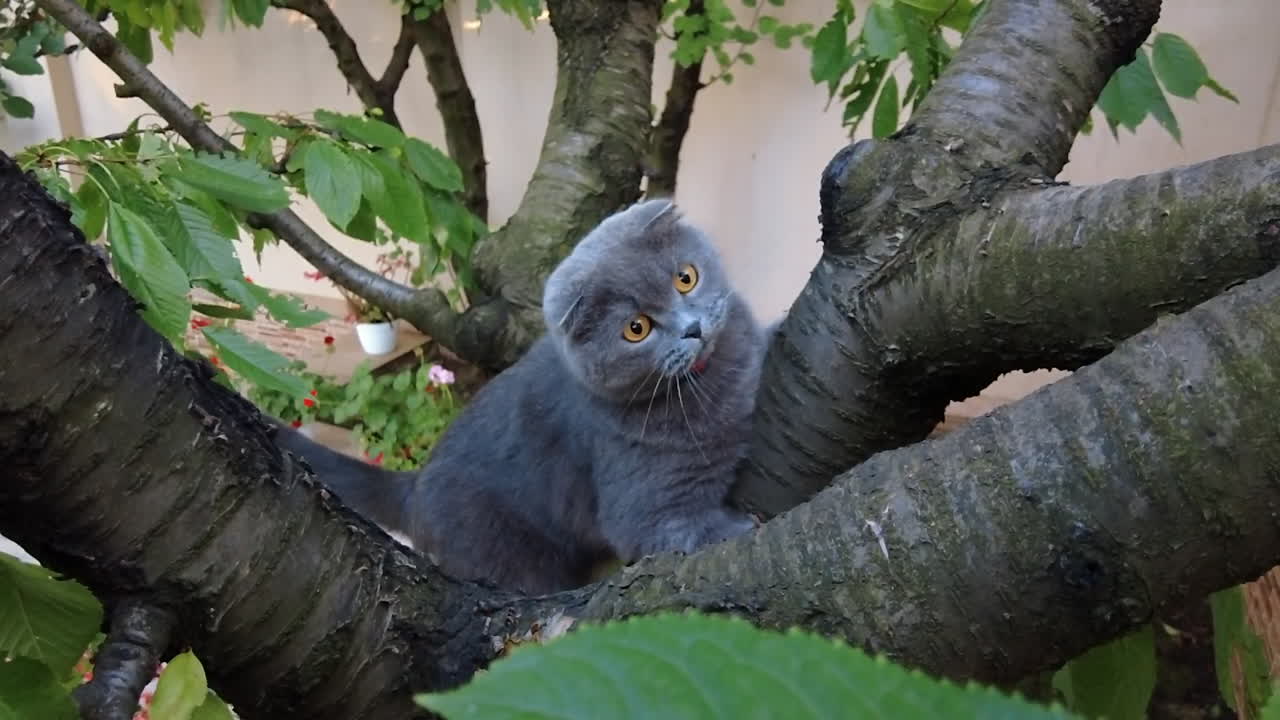 Primo piano di un gatto Scottish Fold con gli occhi arancioni che si arrampica su un albero