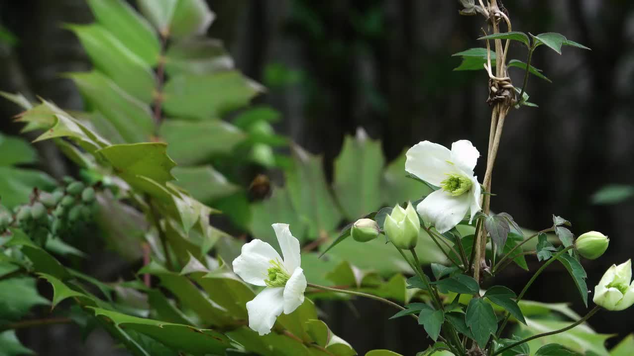 Clematis Montana Alba flowers gently blowing in a breeze.