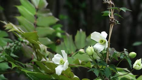 clematis montana alba flowers gently blowing in a breeze.