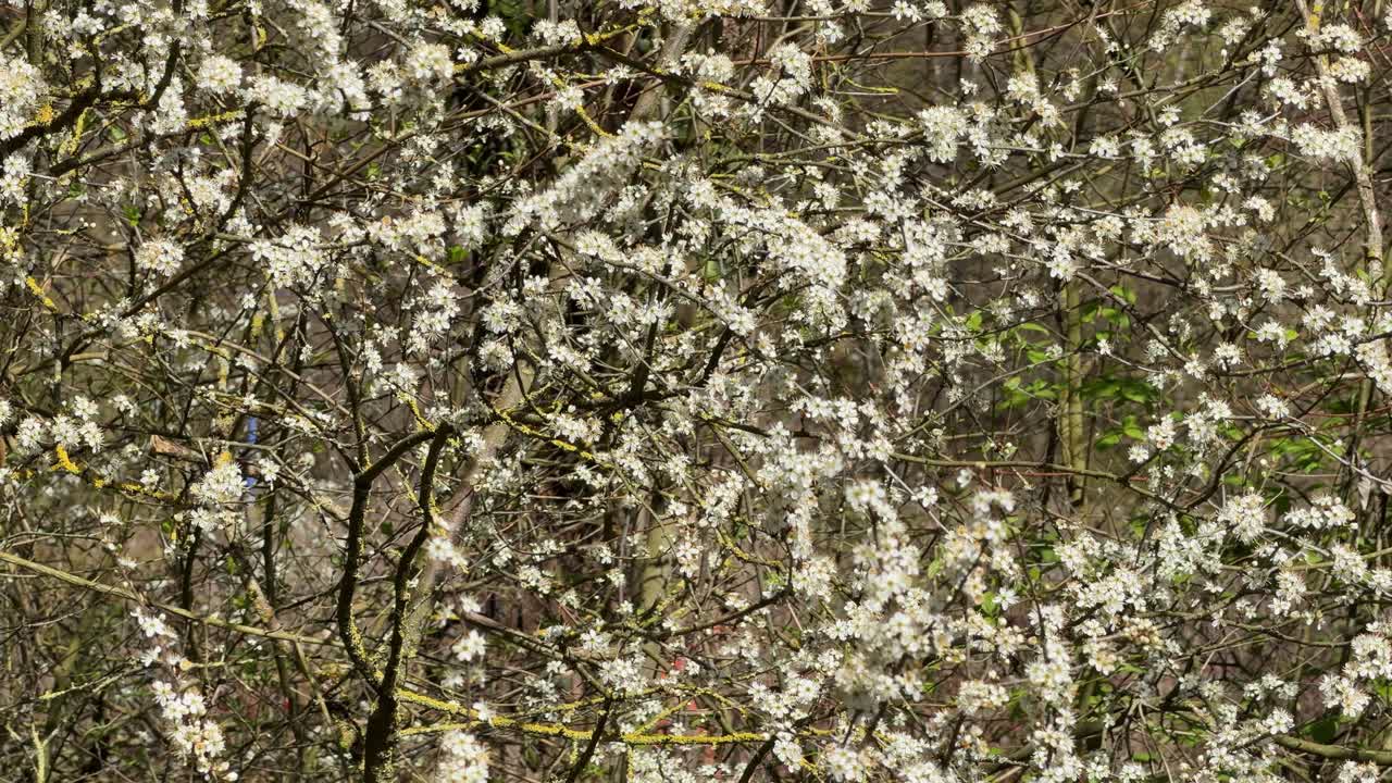 Fiori bianchi profumati coprono i rami, segnalando l'arrivo della primavera all'aperto.