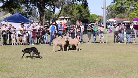 sheep and dogs perform herding at a public event