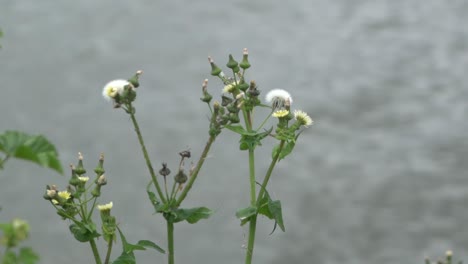 Naturaleza-Al-Aire-Libre-Mariposa-Frente-Al-Lago-Ventoso-Flor-Hierba-Malas-Hierbas