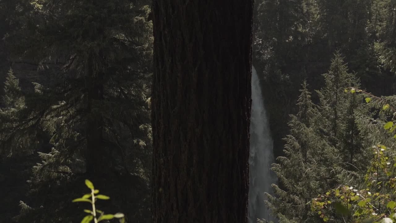 Cascata nella Foresta Primaverile Rivelata da Dietro un Tronco d'Albero