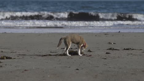 cute dog digging in the sand