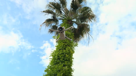 mini drone flying in place with a tall palm tree in the background, its trunk covered in lush green vines. the shot captures a static hover on a bright day with blue sky and soft clouds