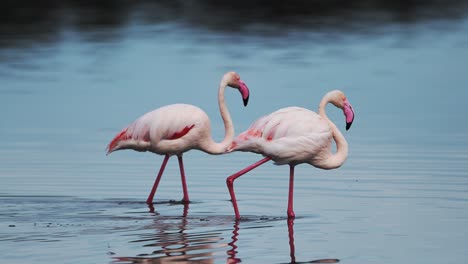 Close-Up-Flamingos-Walking-in-Lake-Water-in-Africa,-Flamingo-in-Water-in-Tanzania-at-Ngorongoro-Conservation-Area-in-Ndutu-National-Park,-African-Animals-on-a-Wildlife-Safari-of-Amazing-Nature